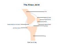 Knee Joint Side