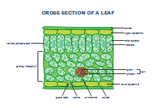 3D Leaf Cross Section