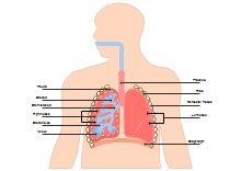 Diagramma del polmone