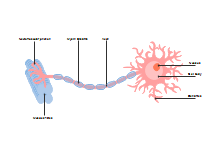 Diagramma del neurone