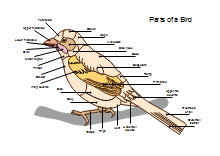 Parts of A Bird