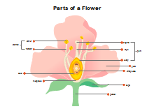 Le parti di un fiore