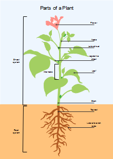 Blood Composition Diagram