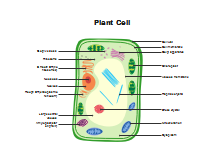 Diagramma della cellula vegetale