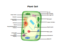 Parts of Plant