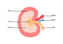 Single Kidney Diagram