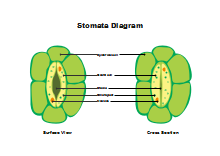 Stomata Diagram