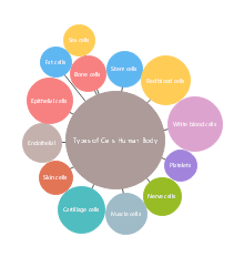 Types Of Cells Human Body Bubble Map